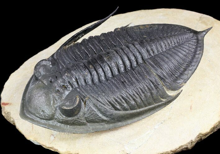 Excellent, Zlichovaspis Trilobite - Atchana, Morocco #49813